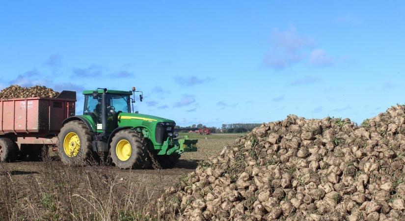 Mentőöv a cukorrépásoknak: nem kell aggódni a vetőmag-csávázás miatt