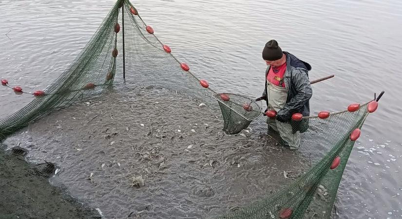 Hatalmas csobbanás vármegyei vizekben: több tonna pikkelyes érkezett
