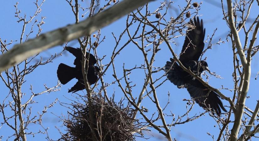 A varjak ellen idén se tesz semmit a város – háborognak a pécsiek