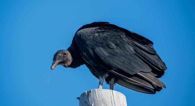 Egész évben terjed a madárinfluenza a hollókeselyűk között, ami előbb-utóbb az emberre is veszélyes lehet