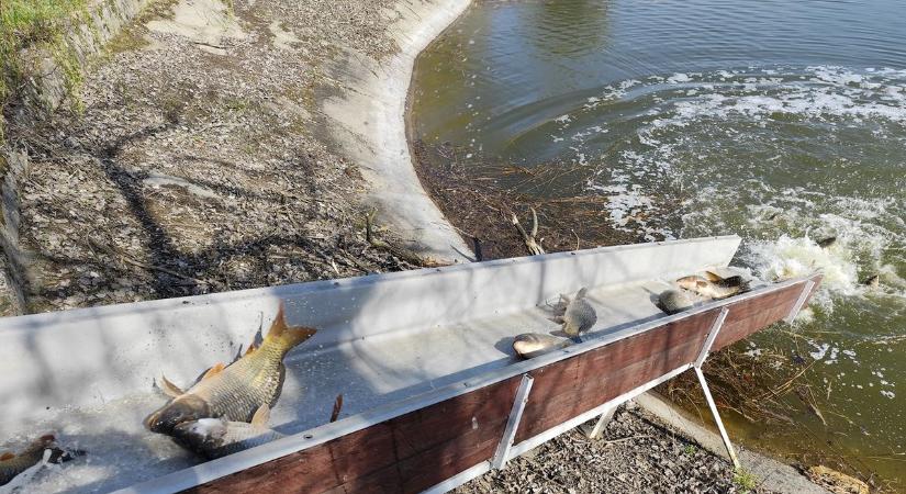 Egy tonna pontyot telepítettek a Benkó Zoltán Park vizébe