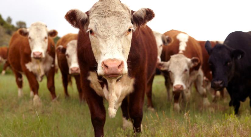 Szükségállapot Oroszországban: a rendőrökkel csapnak össze a gazdák