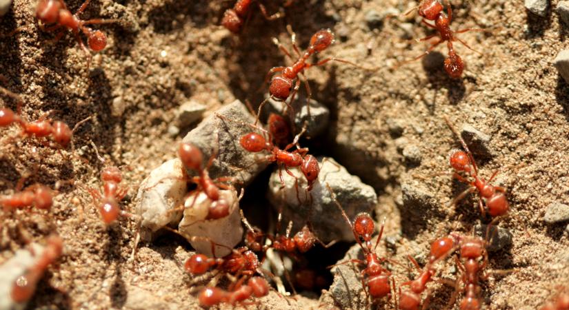 Váratlan fogás a reptéren: olyan állatokat csempészett a kínai férfi, amire kevesen számítottak