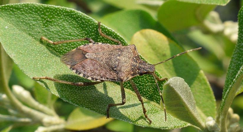 Ezek a növények segítenek távol tartani a poloskákat a veteményesünktől