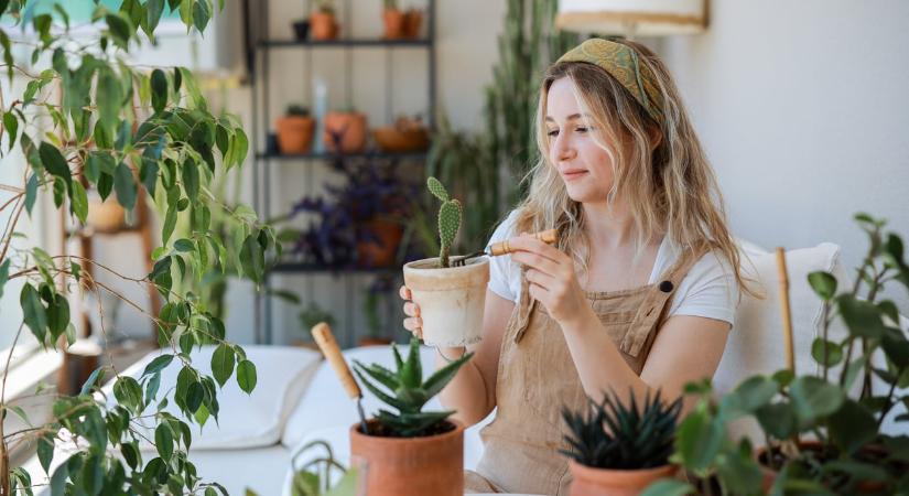 7 meseszép virág, ami kevés gondozással is hosszú ideig pompázik