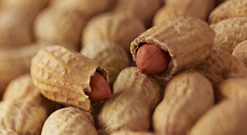 Forradalmi áttörés: Ausztráliában rájöttek, mihez lehet kezdeni a földimogyoró héjával
