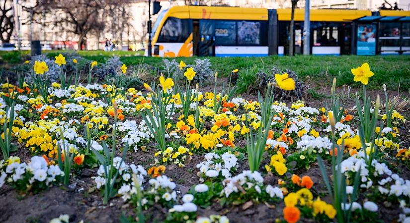 Virágba borul Debrecen tavasszal: tulipánok, nárciszok, árvácskák virulnak az ágyásokban – fotókkal