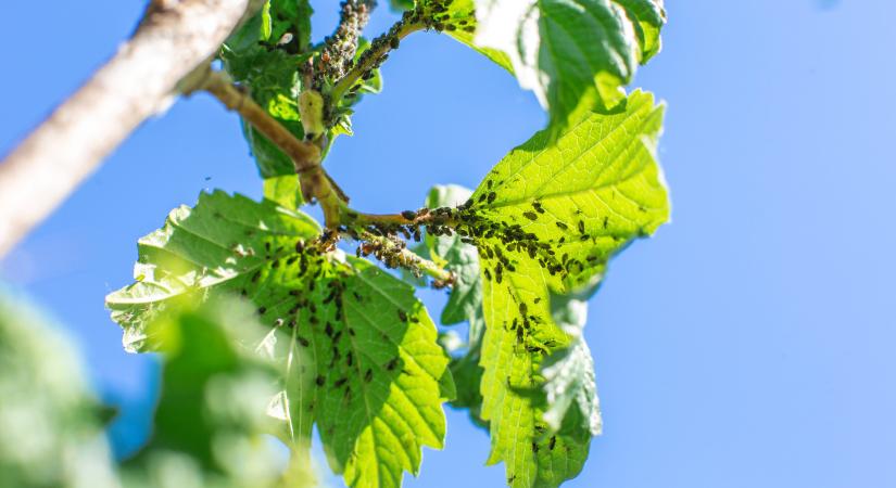 Márciusban megjelenő kertészeti kártevők