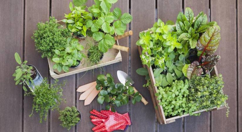 Meglepő, de ezt az 5 növényt balkonládában is nevelheted: egész nyáron friss zöldséged lesz így