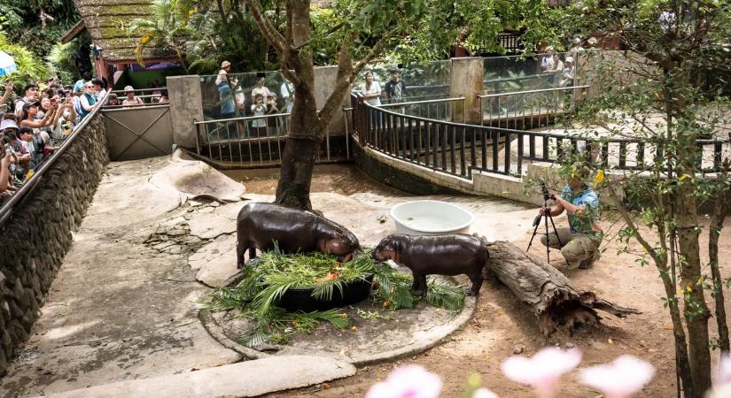 Sokkoló, mit tett a férfi a bébi víziló kifutójában! Azonnal letartóztatták