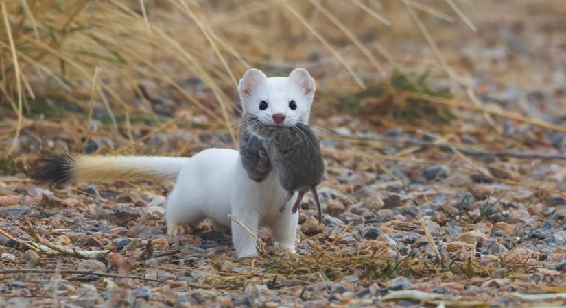 Elképesztő kis ragadozó bukkant fel Somogyban: elolvadsz tőle, ha meglátod  Videó
