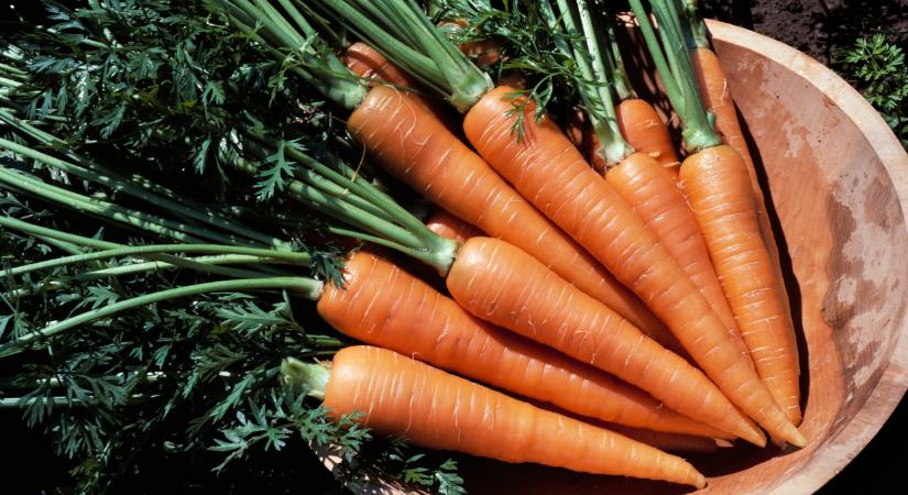 Szörnyű csapás érte itt a gazdákat: a sok eső miatt oda lehet termés?