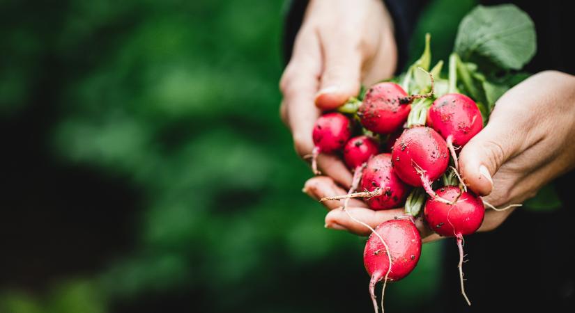 7 szezonális zöldség, amiből tavasszal érdemes többet enni - a dietetikusok szerint ezek a leghasznosabbak