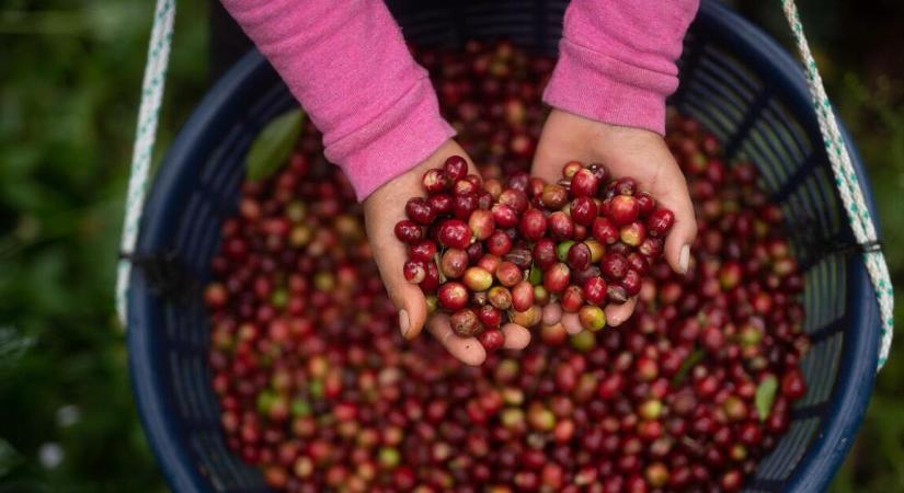 A kávéárak zuhanására számítanak