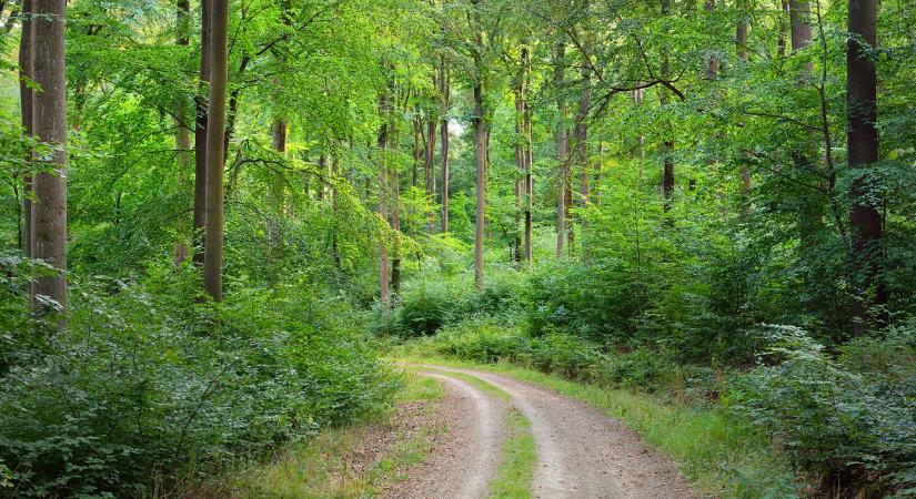 Indul a többéves erdő-környezetvédelmi pályázat