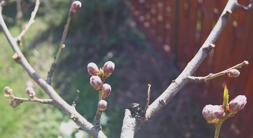 Rügyfigyelő kamerán követhetjük nyomon az őszibarack virágzását