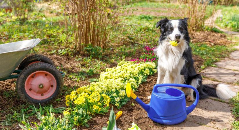 12 kerti növény, ami komoly veszélyt jelenthet a kutyádra – sok gazdi nem is tud róla
