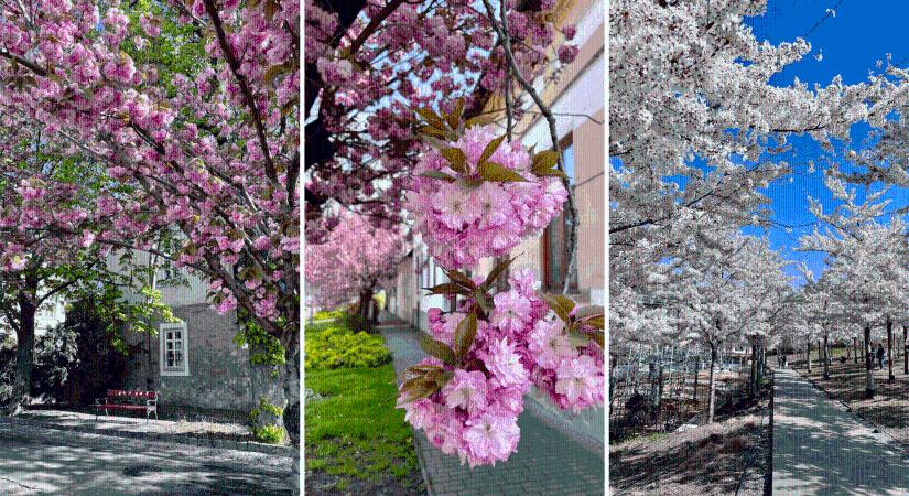 Cseresznyevirágzás 2026 – programok és helyszínek