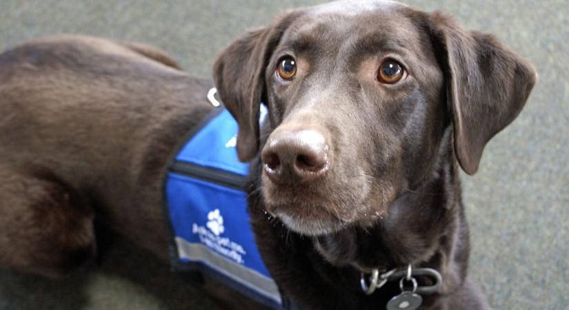 Terápiás kutyák nyomában – Szegeden keresik a legalkalmasabb segítőket