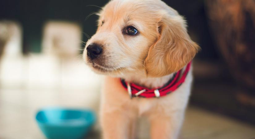 Ezzel a napi rutinnal gondoskodhatsz kutyád egészséges fogazatáról