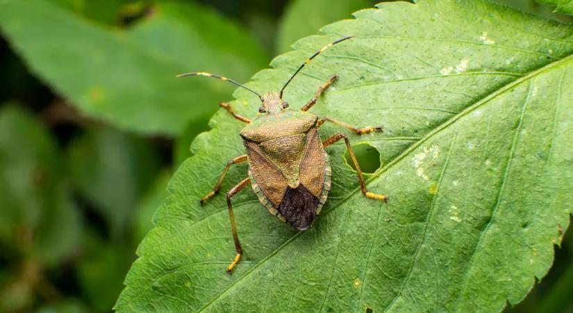 Ezek a növények segítenek elriasztani a poloskákat a kertedből