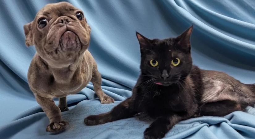 Találkozik a háromlábú kutya és macska: majd szívek olvadnak el