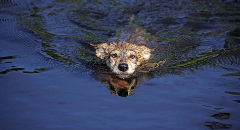 Farkast mentettek a vízből: videón az olasz tűzoltócsapat hősies akciója