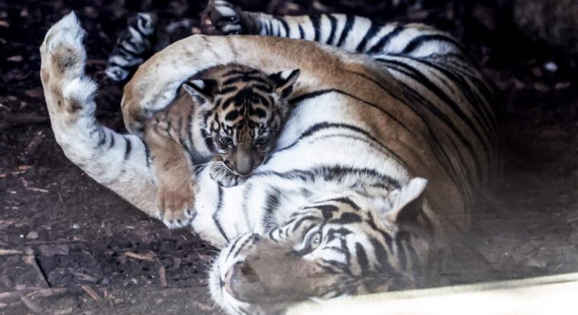 Tigriskölyök a Berlini Állatkertben