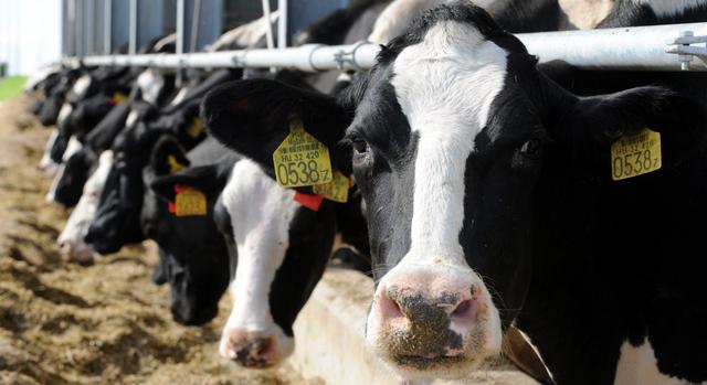 Ismét felbukkant a ragadós száj- és körömfájás: 40 állományban regisztrálták Cipruson