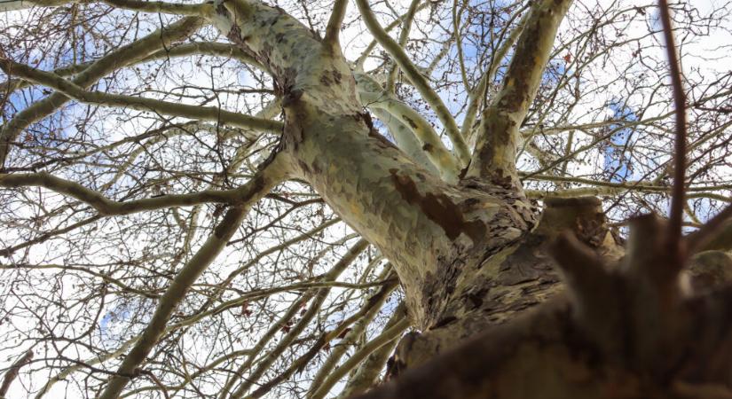 Éjszakai permetezéssel védik a város platánfáit