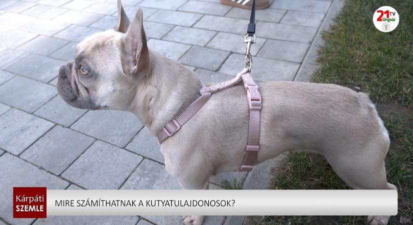 Mire számíthatnak a kutyatulajdonosok? (videó)