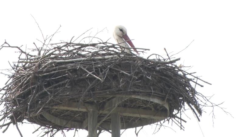 Megérkeztek – zalai gólyák a fészekben
