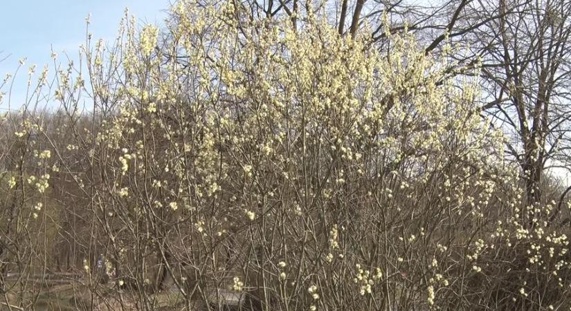 Korán indult a pollenszezon: magas az érintettek száma