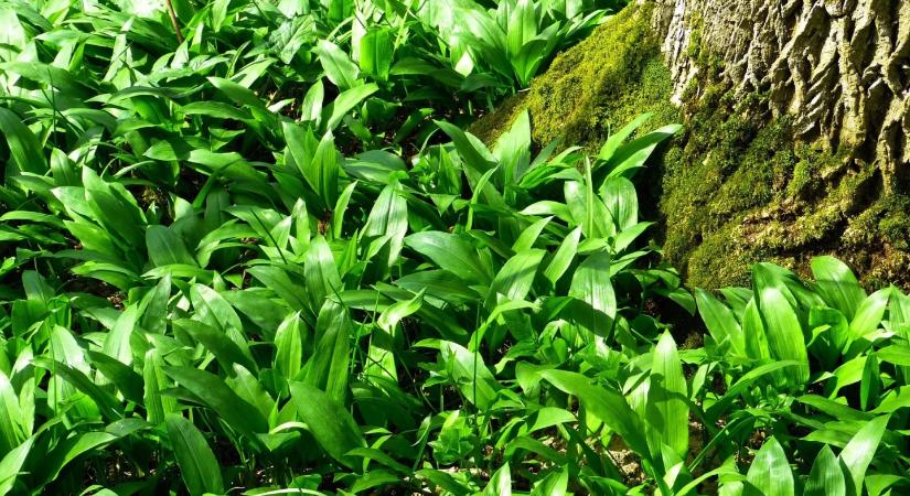 Hol szedhető medvehagyma 2026-ban? Mutatjuk a legjobb lelőhelyeket