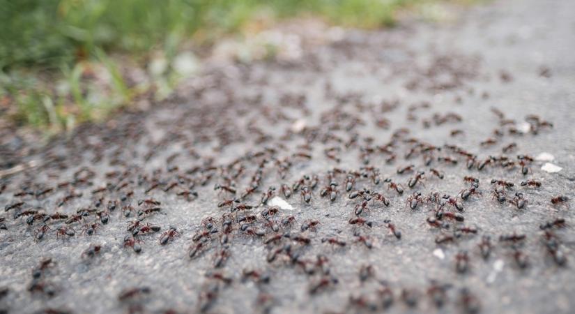 2000 hangyakirálynővel a bőröndjében kapcsoltak le egy kínai férfit