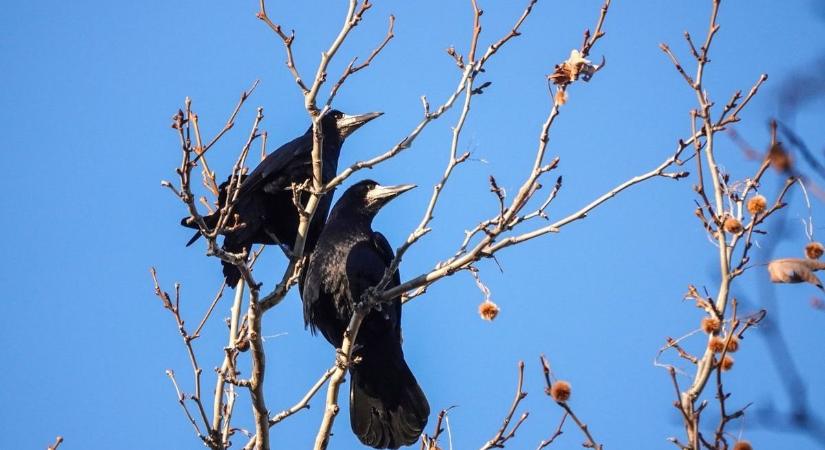 Bosszantó varjak a településeken: most mindenki segíthet megszámolni őket (videó)