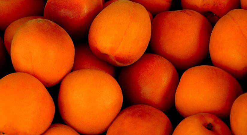 Kert: sokan ezt rontják el a kajszibarack metszésekor tavasszal