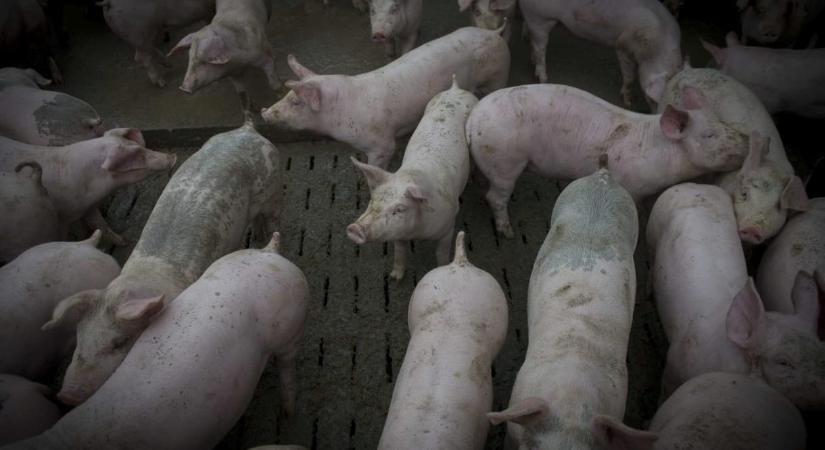 Ha nem lépünk sürgősen, 3-4 év múlva már a Balatonnál lesznek a pestises vaddisznók