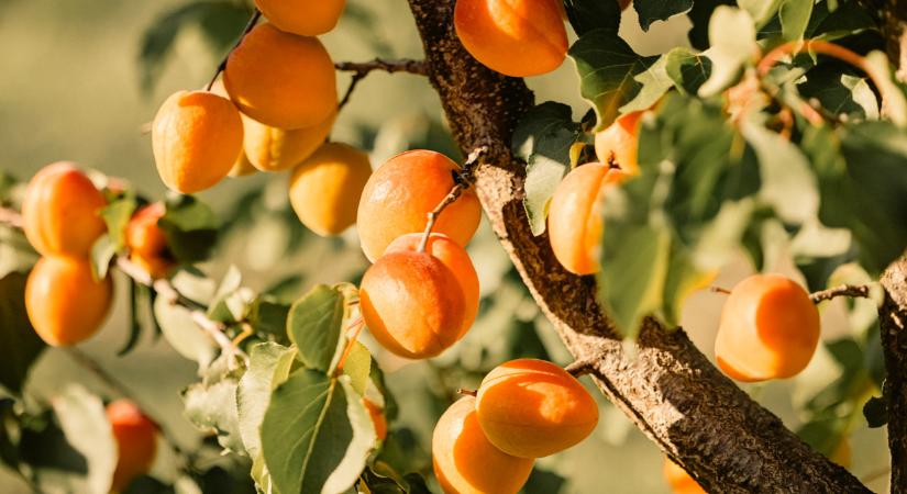 Óriási a tét: ezen múlik, hogy lesz-e idén kajszibarack a fákon