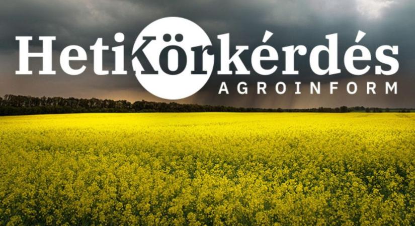 Veszélyben a repce? Így védekezhetünk a kártevők ellen – Heti Körkérdés