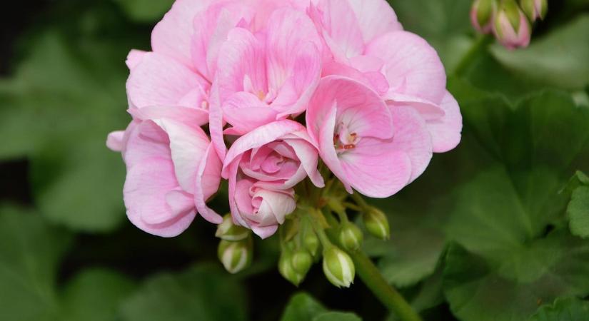 Ezzel a módszerrel készítse fel a muskátlit a nyárra, sok virágot hoz majd