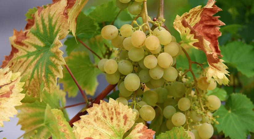 Aranyszínű sárgaság: Egyetlen elhibázott tavaszi lépés az egész ültetvényébe kerülhet