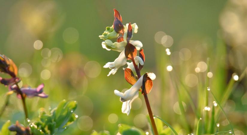 Nem az van a zsákban, amit szeretnénk - mutatjuk, mi vár Zalára a következő 24 órában