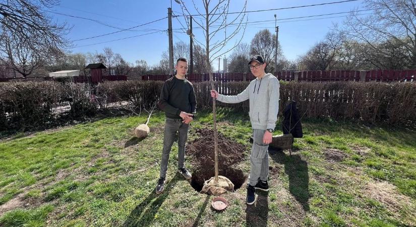 Fákat ültettek a balmazújvárosi iskola udvarán