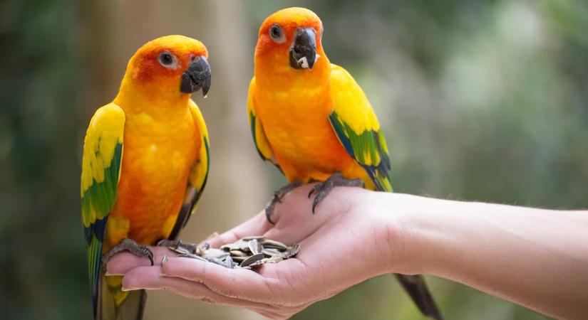 Kihalófélben lévő halak és leguánok a suliban? – Világelső fajmegőrző program egy mosonmagyaróvári iskolában