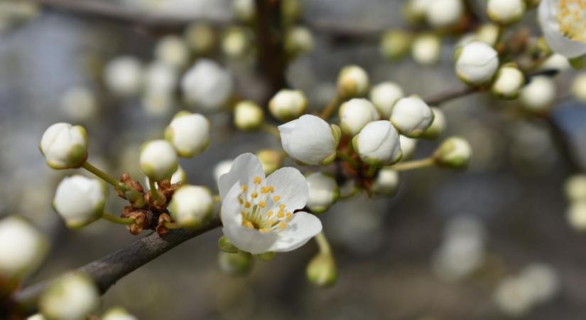 Napsütéses reggel után gomolyfelhők és élénk szél