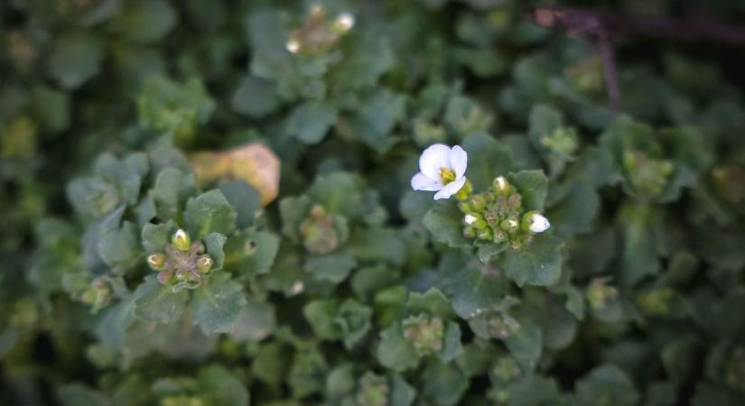 Fordulat közeleg? Nem lesz egyhangú az időjárás csütörtökön Borsodban