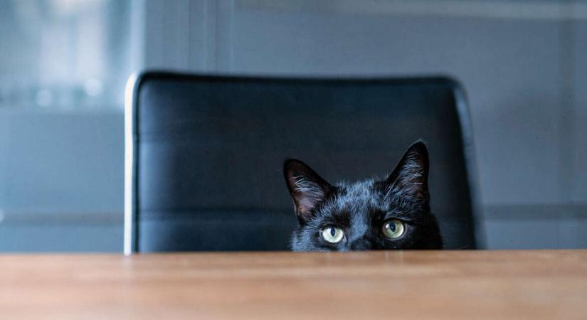 Acoustic Kitty: Amikor a CIA azt gondolta, a macskák lesznek a kémkedés jövője