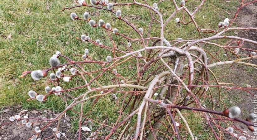 Csüngő barkafűz: erre kell figyelni metszésnél és az ültetésnél