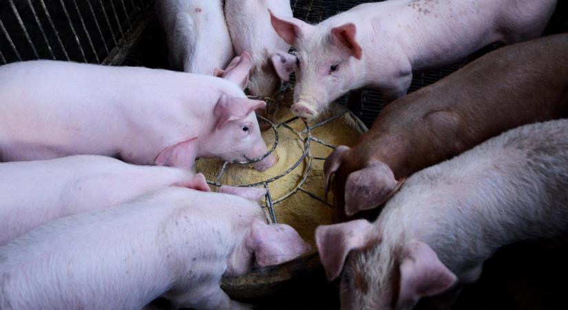 Politikai nyomás alatt a dán sertéságazat